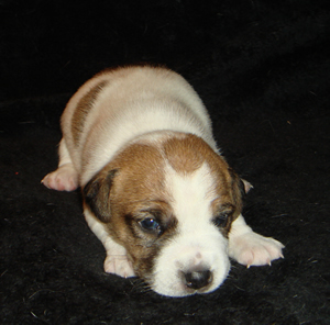 Puppy 4 Male